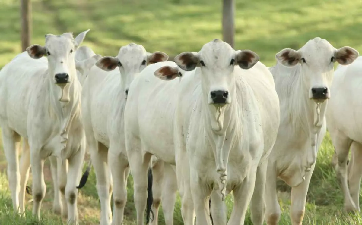 Exportações recordes de boi ajudam a sustentar preços no mercado interno