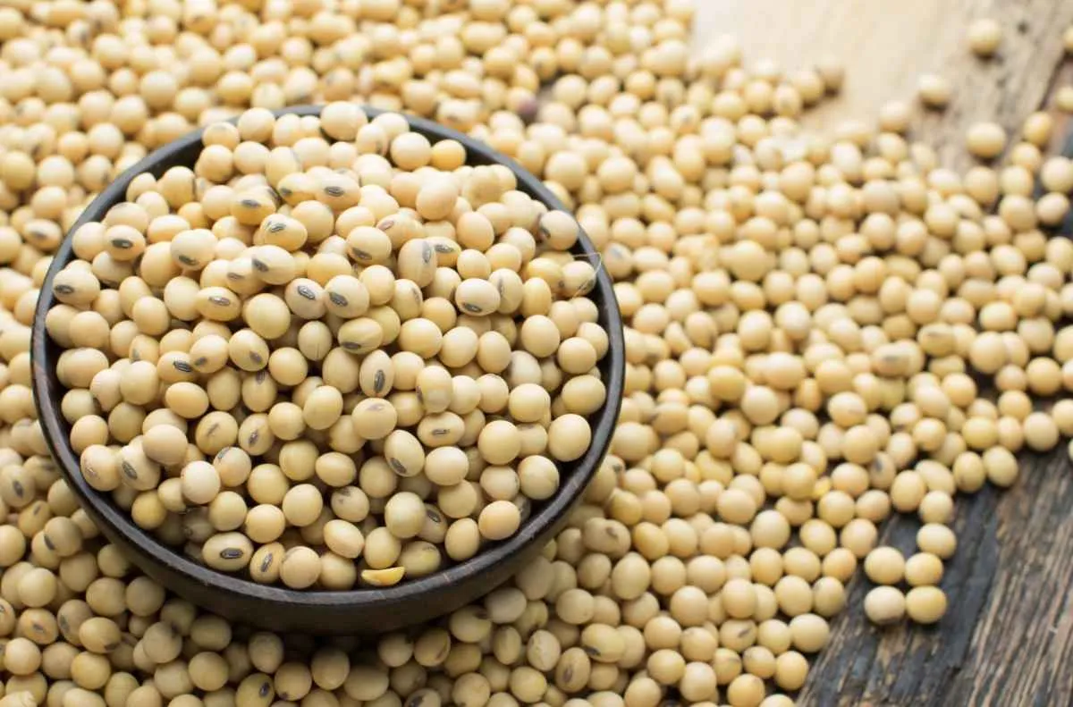 Soja recua em Chicago, mas clima no Brasil pode acelerar plantio