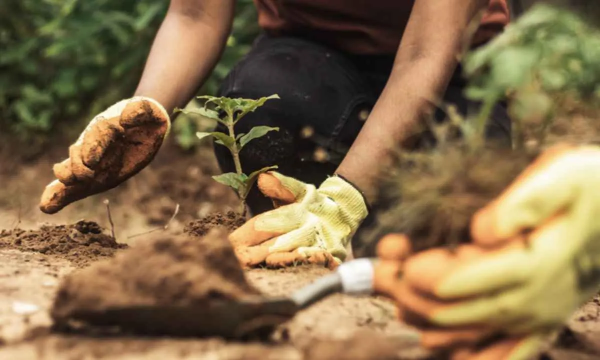 Mapa lidera planos globais de clima na COP 30