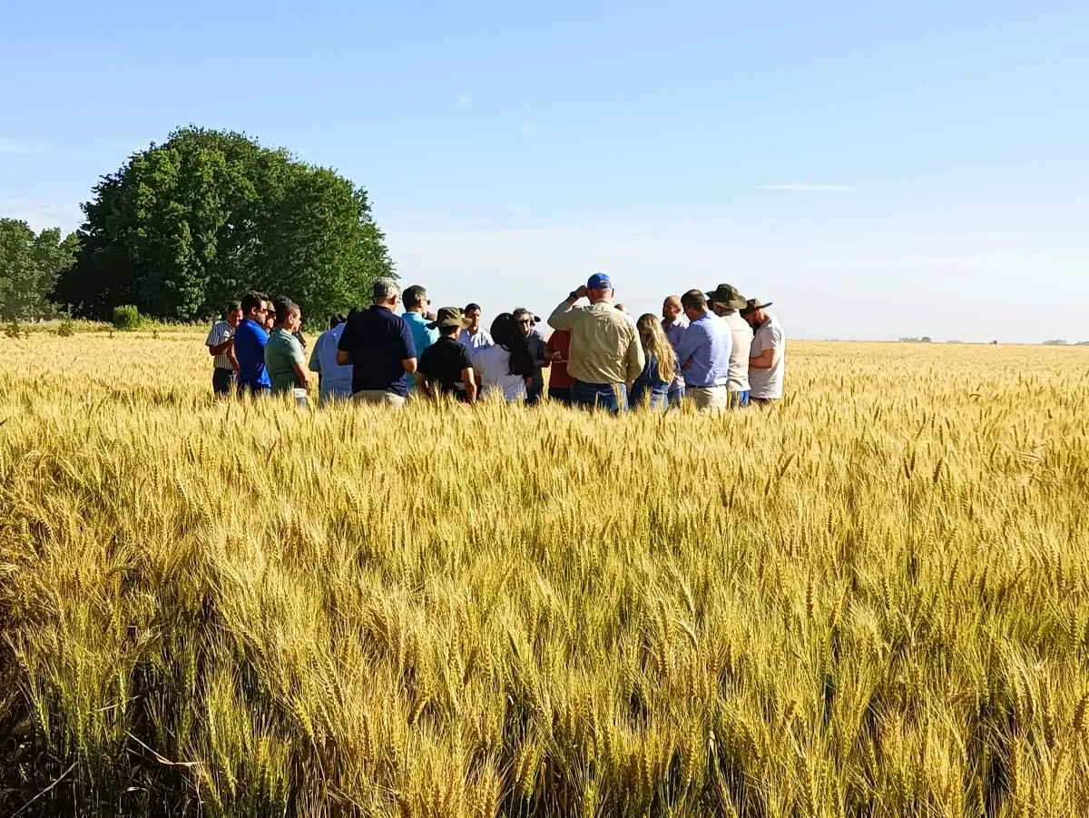 Trigo argentino deve bater recorde em 2025/26, mas qualidade preocupa