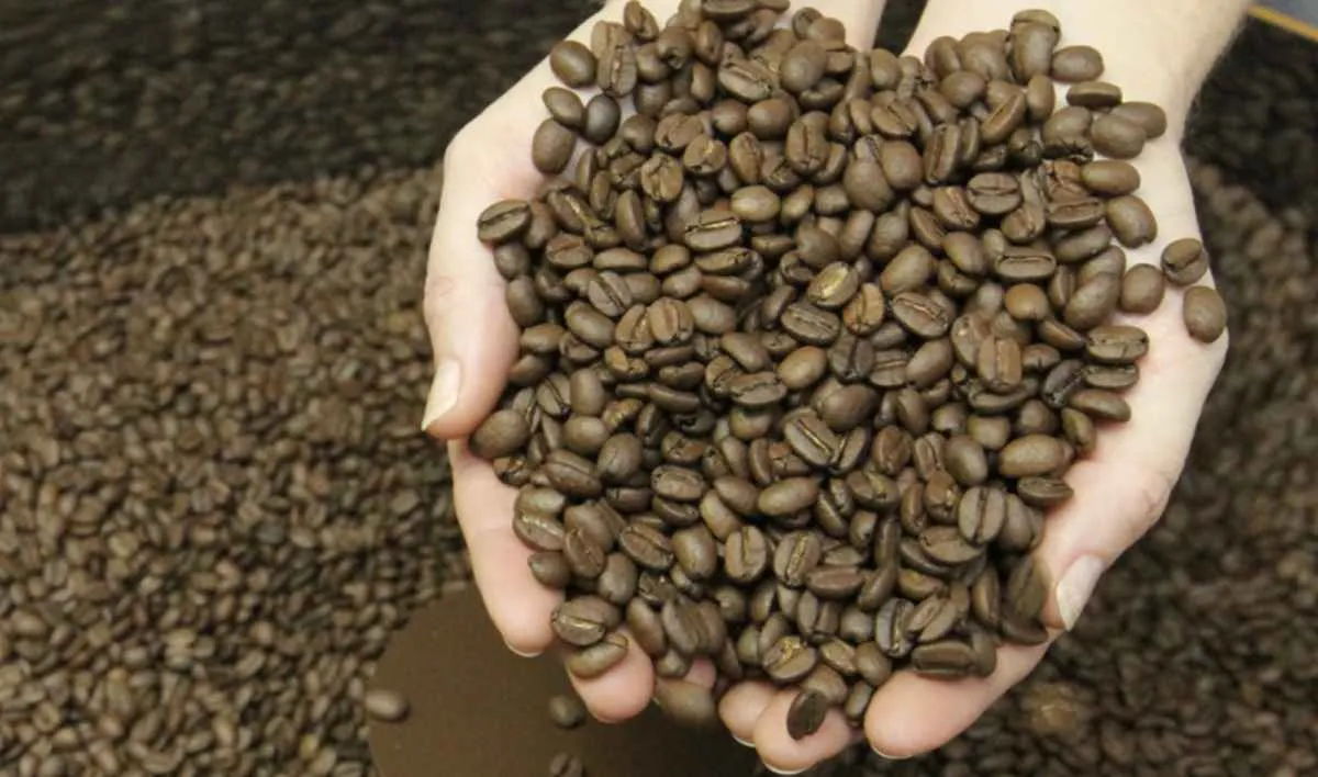 Concurso Café Qualidade Paraná vai eleger os melhores grãos do Estado