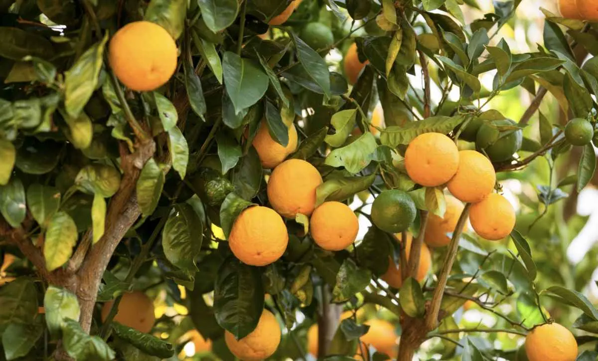 Chuvas ajudam cítricos, mas clima extremo preocupa