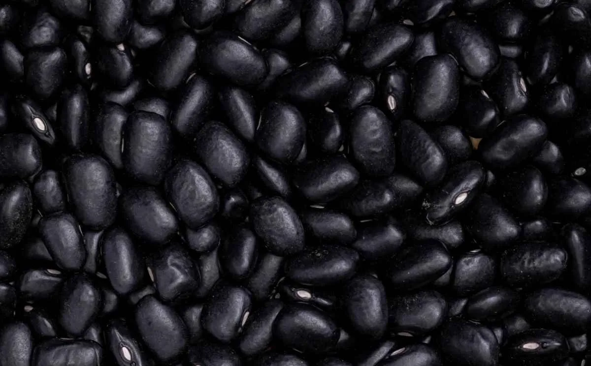 Oferta elevada pressiona preços do feijão no mercado