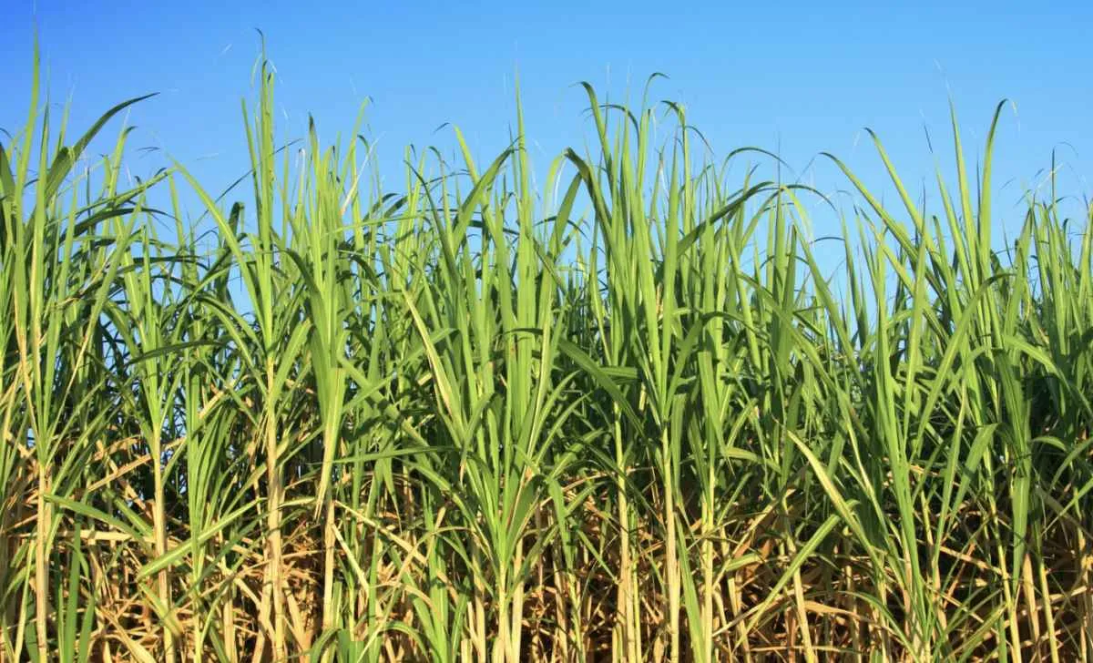 ORPLANA participa de encontros globais do setor sucroenergético 