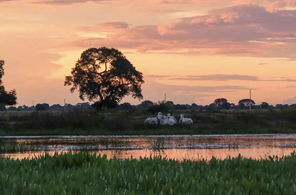Famato apresenta projetos de pecuária sustentável e inovação na COP30
