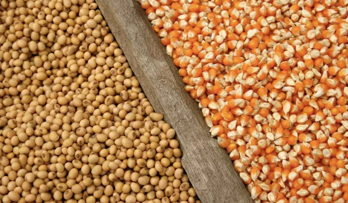 Mercado de soja e milho ganha fôlego com sinais de reação