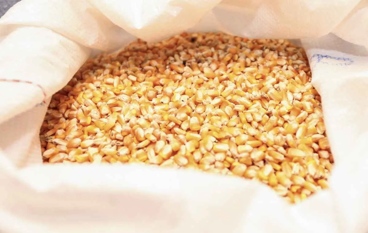 Milho lidera exportações do Paraná com alta histórica