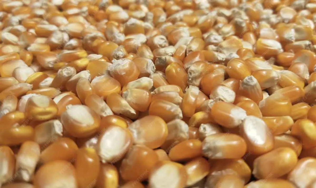 Milho tem leve queda em Chicago e câmbio em alta pressiona mercado