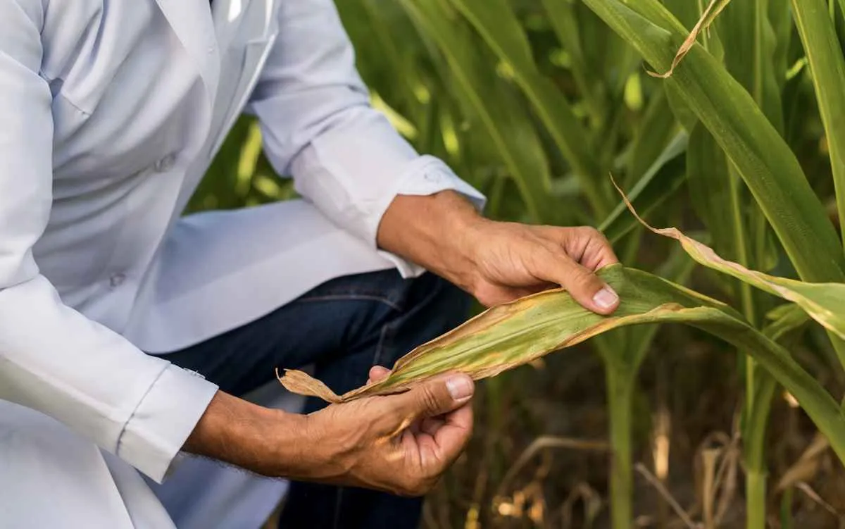 Colheita recorde de milho reforça alerta para avanço da lagarta-do-cartucho