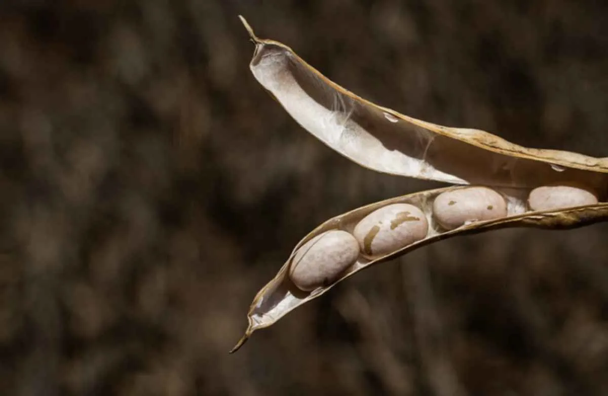 Mercado do feijão tem outubro lento e preços ajustados