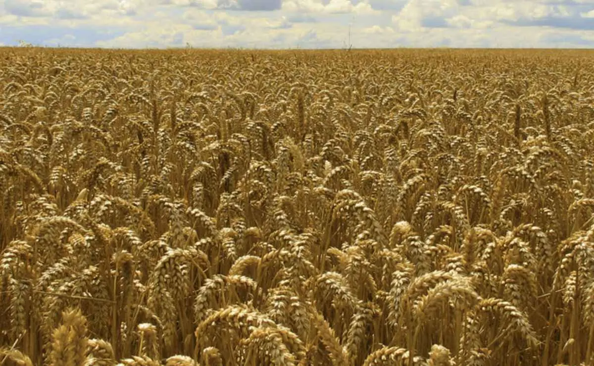 Governo libera R$ 67 milhões para apoiar comercialização do trigo no Paraná e no RS