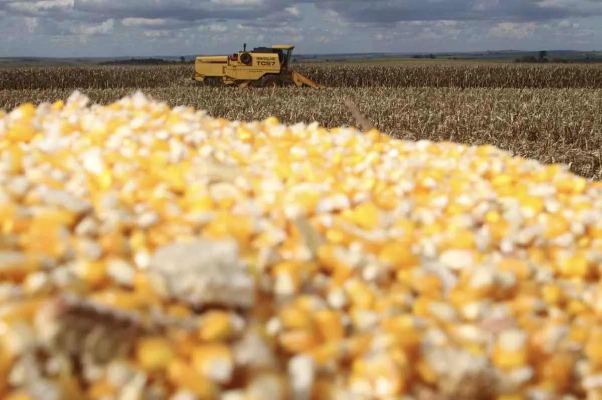 Milho se consolida como principal cultura do Paraná em 2025