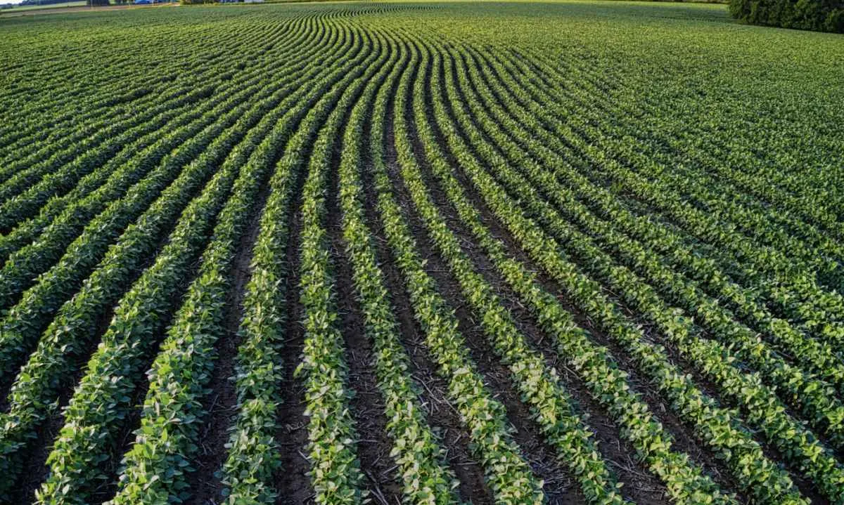 Clima irregular reduz ritmo de semeadura e gera incerteza sobre produtividade