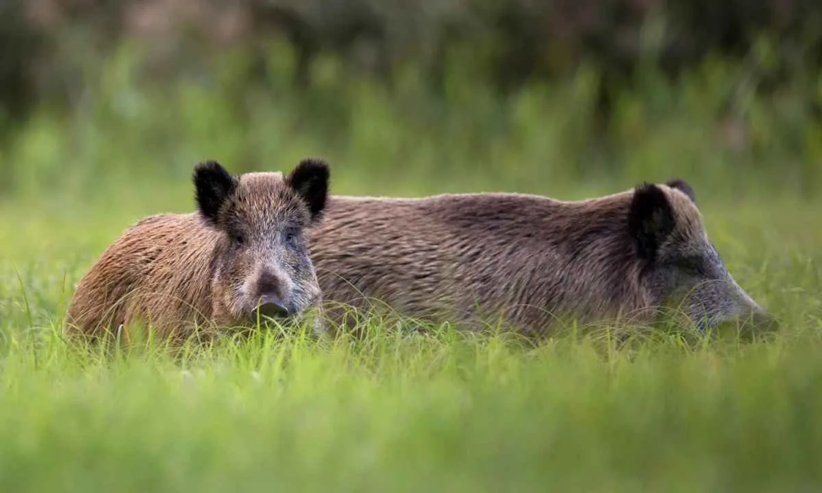Espanha registra casos de peste suína africana após 30 anos