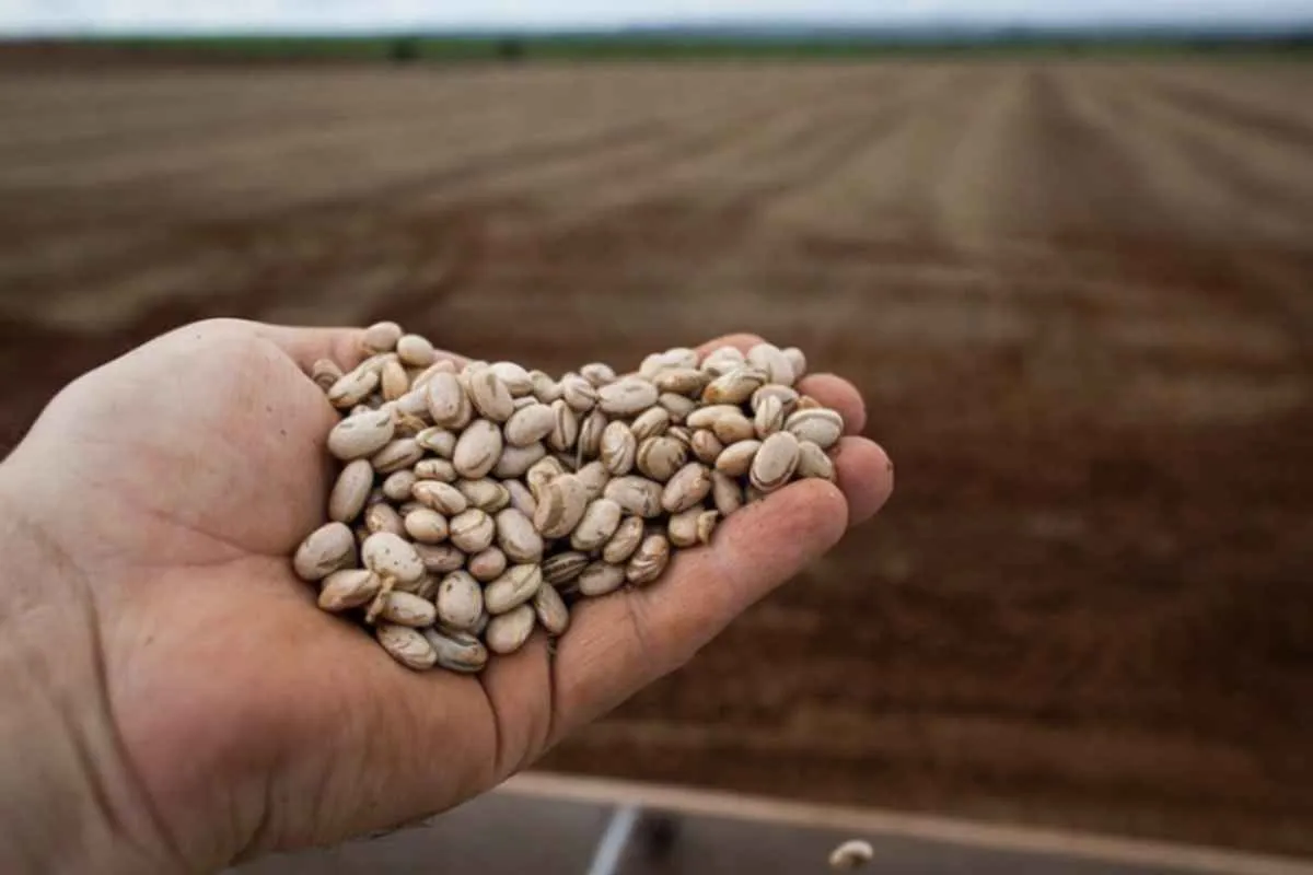 Feijão tem recorde de exportações e consumo doméstico fraco