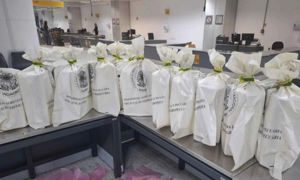 Vigiagro impede entrada irregular de 240 caranguejos trazidos da China