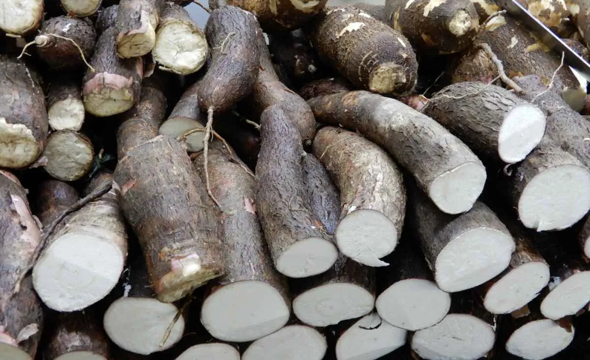 Produção de mandioca em 2025 cresce, mas moagem perde ritmo