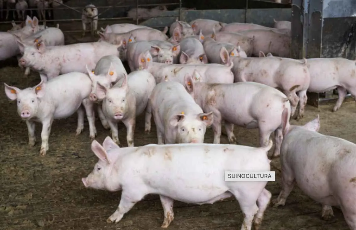 CNA avalia avanço da zona livre de peste suína no Brasil