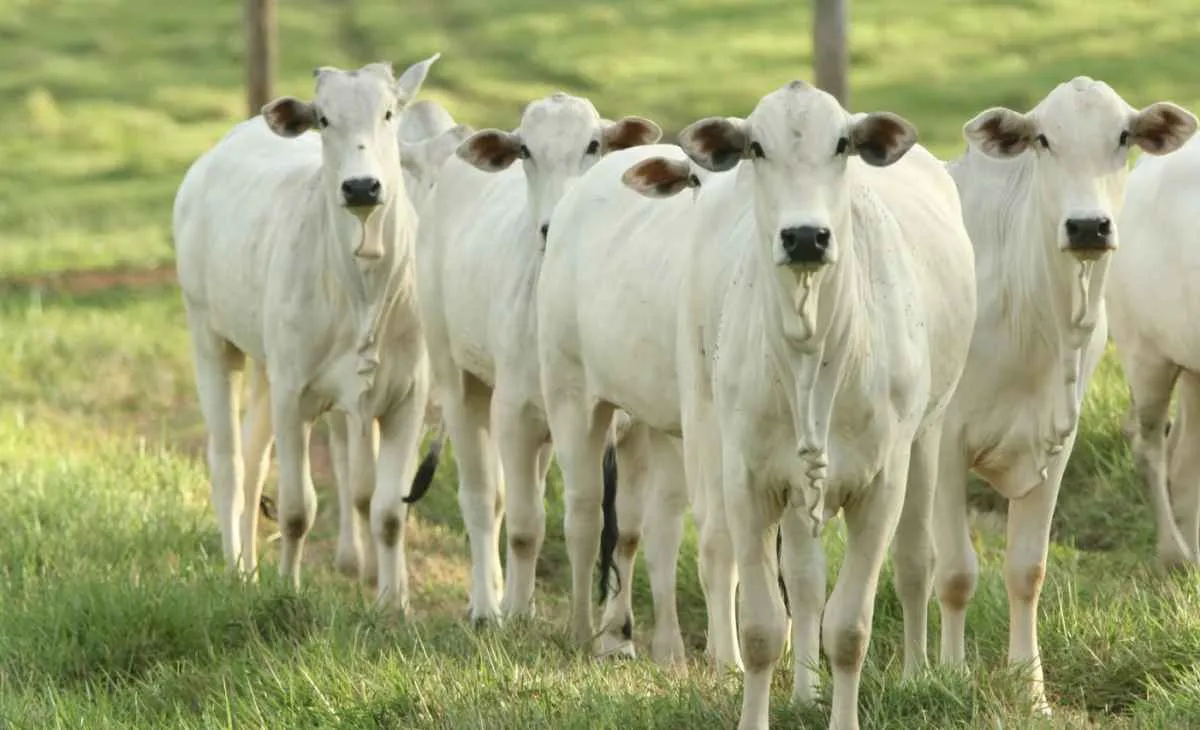 IPPA cai em novembro, mas pecuária sustenta alta em 2025