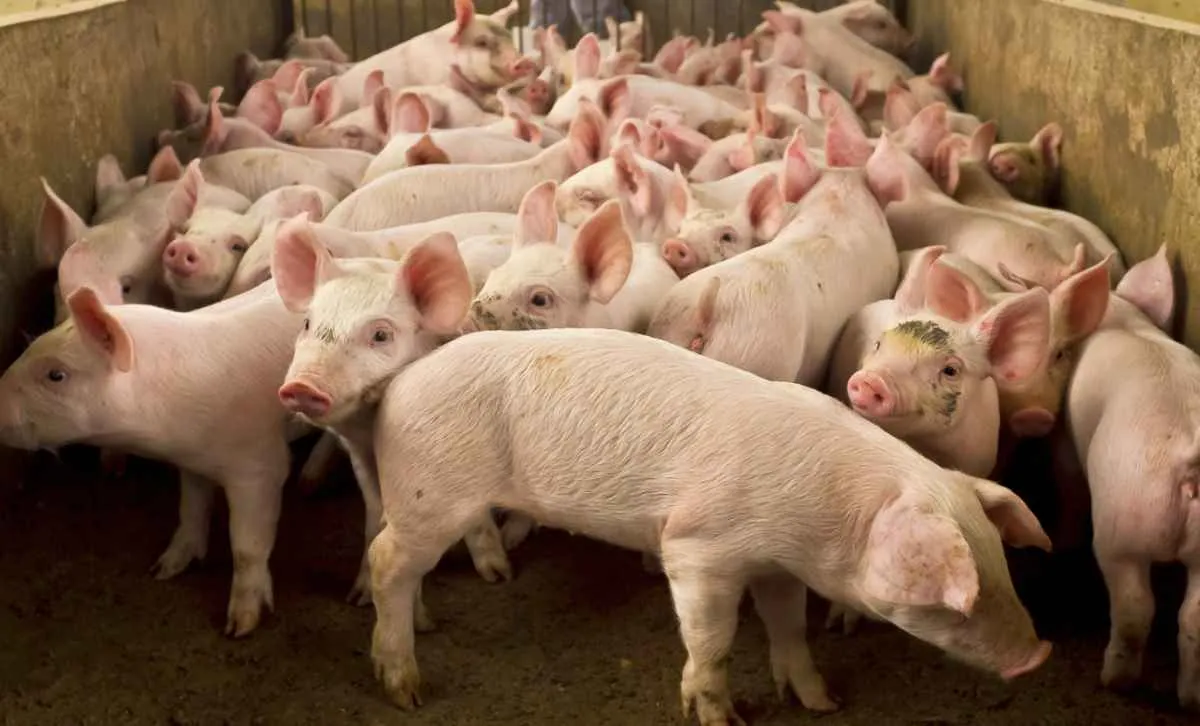Preço do suíno vivo segue estável em R$ 8/kg no país