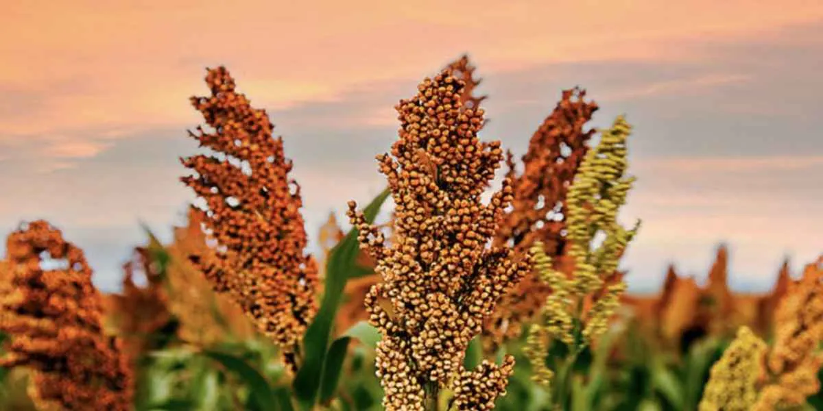 Abramilho celebra criação do Dia Nacional do Sorgo