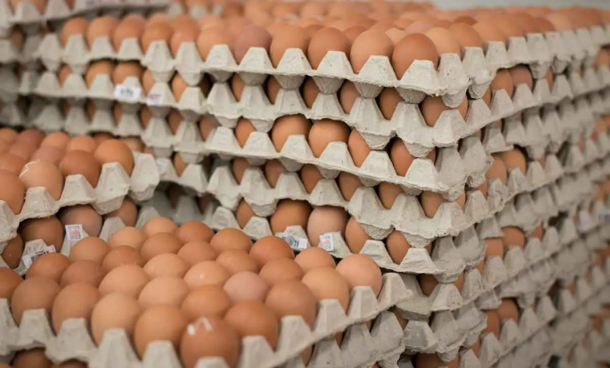 Mesmo com gripe aviária, mercado de ovos alcança marcas históricas em 2025