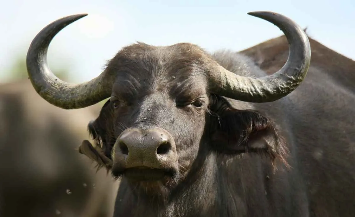 Produção de búfalos deve elevar em até 50% a renda dos criadores no PR