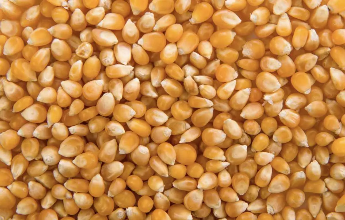 Mercado do milho segue firme no Brasil apesar de ajustes externos