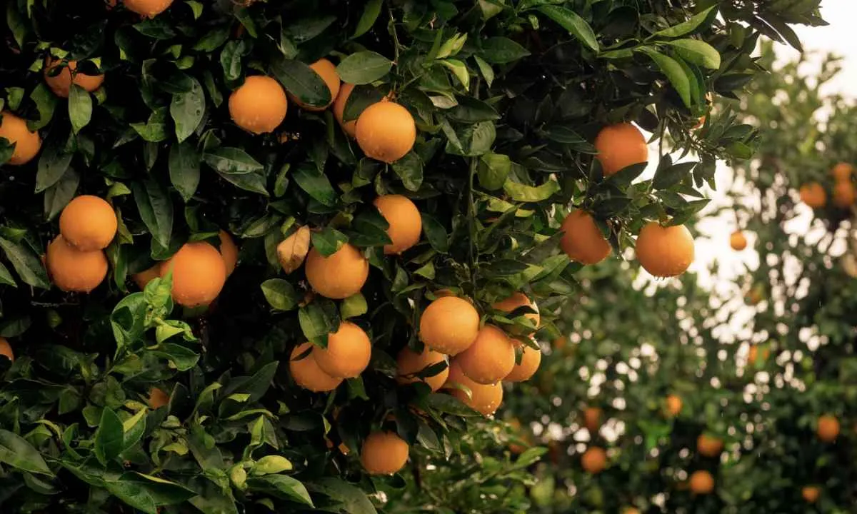 Preço da laranja começa alto, mas recua com demanda menor em 2025