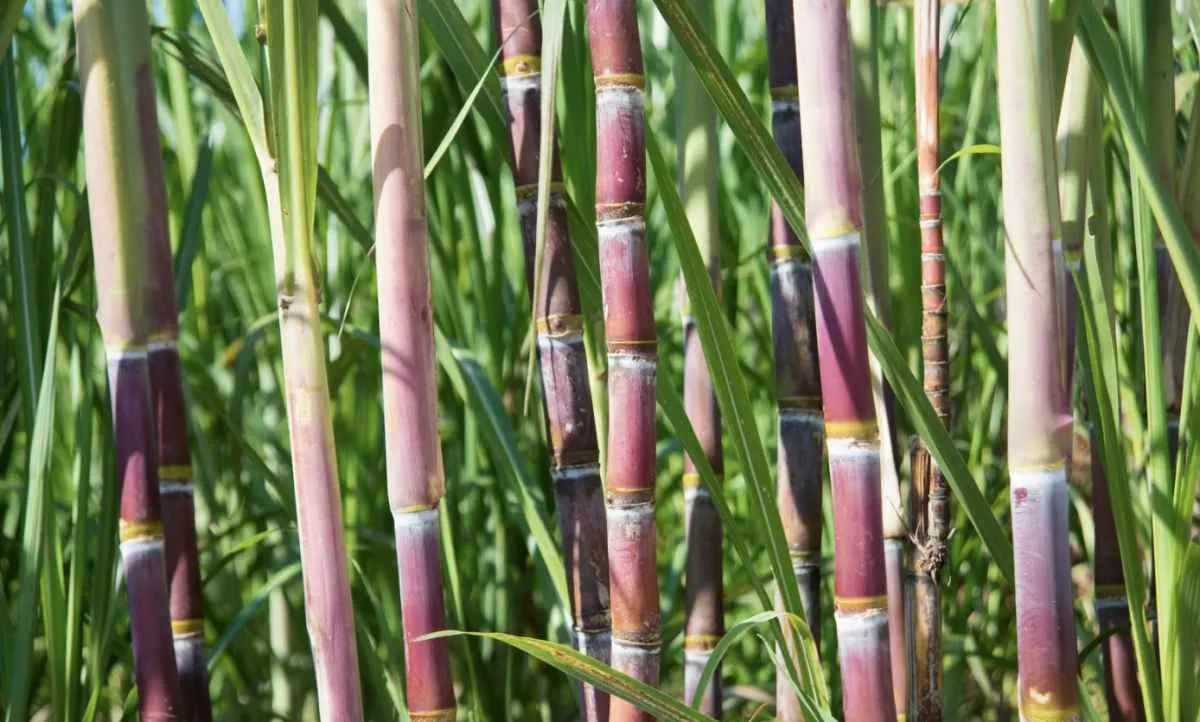 Moagem de cana diminui no Norte e Nordeste enquanto a produção de etanol anidro mantém trajetória de alta