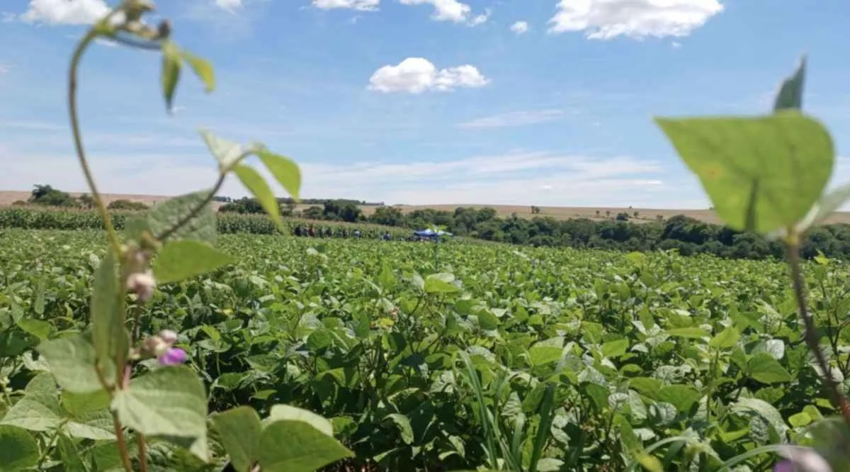 Feijão 1ª safra avança no RS, mas estiagem já deixa perdas