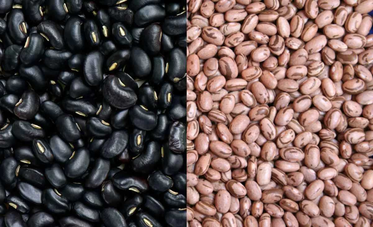 Feijão preto recua, mas carioca mantém preços em 2025