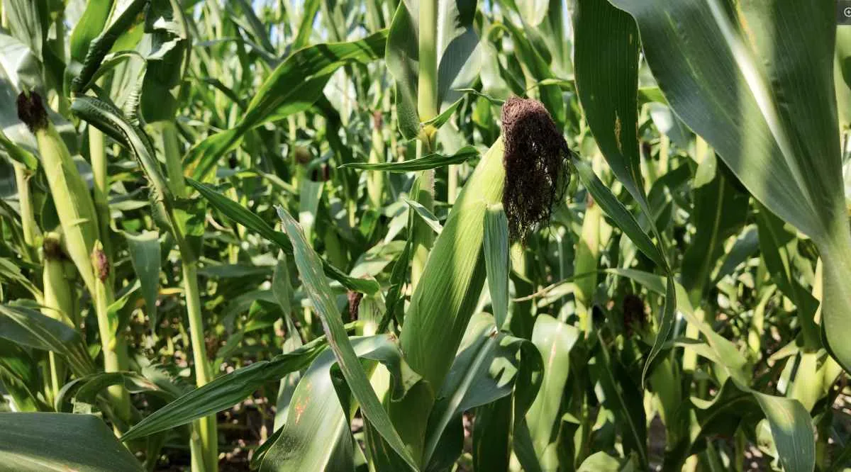 Soja e milho impulsionam a cadeia de proteína animal