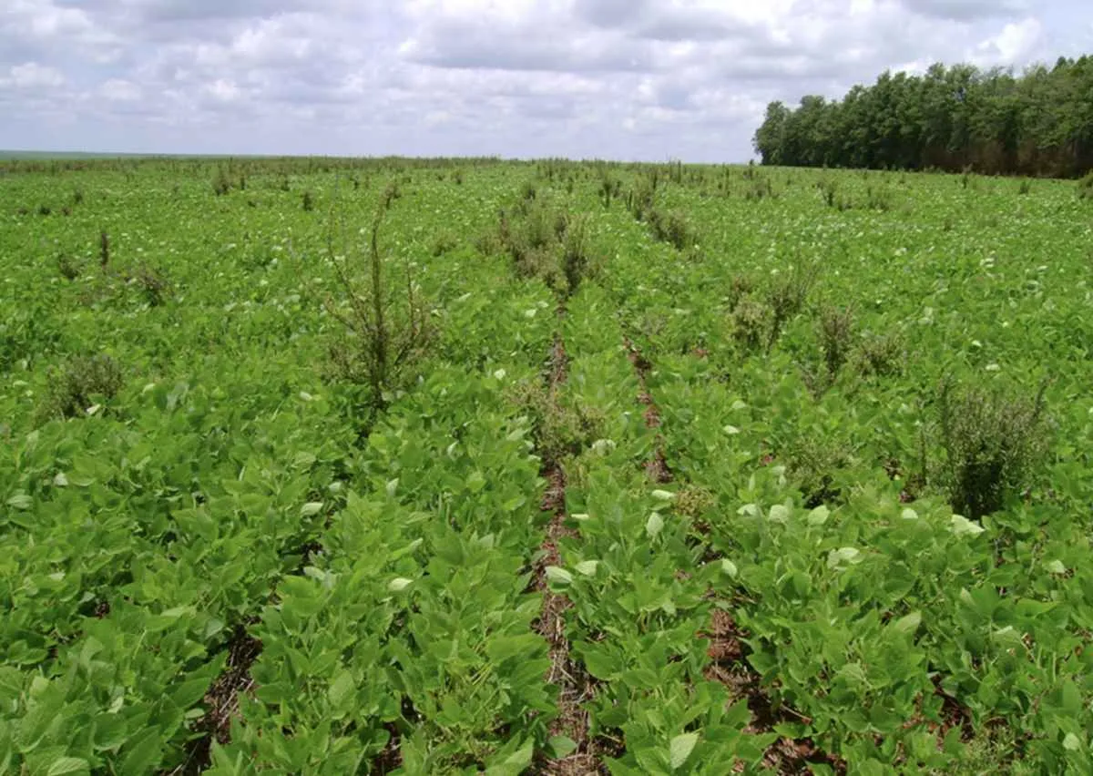 Estudo aponta ação herbicida de bactéria da Caatinga