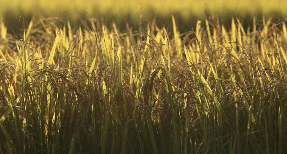 Federarroz orienta produtores a aderir a leilões de apoio