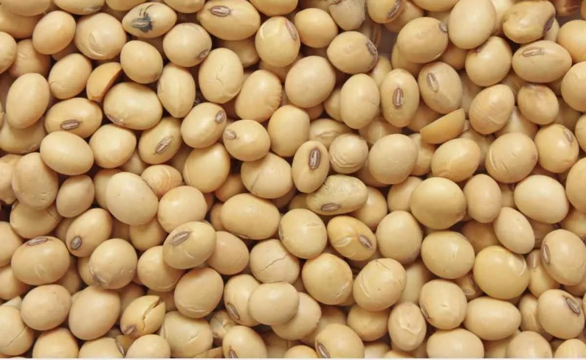 Produtores seguram oferta e negócios com soja começam dezembro em ritmo lento