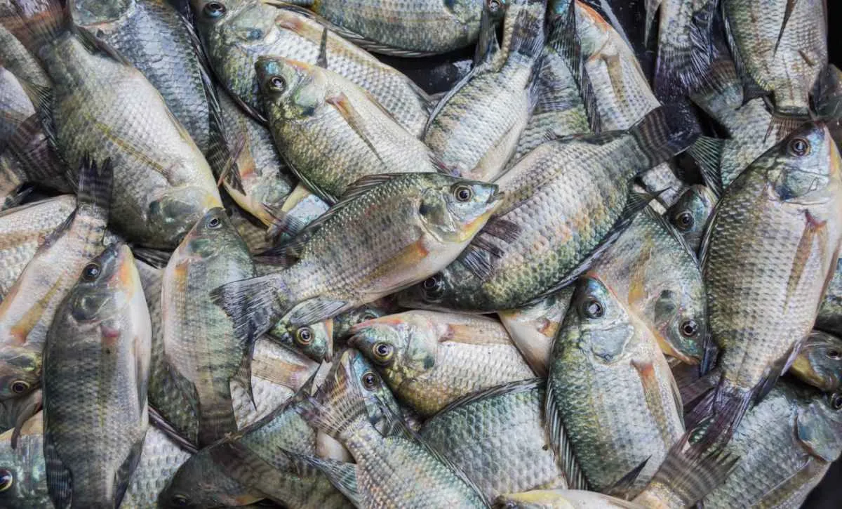 Baixa oferta mantém preço da tilápia em alta
