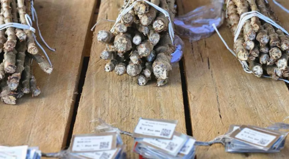 Aliança entre ciência e produção rural protege a mandioca da vassoura-de-bruxa