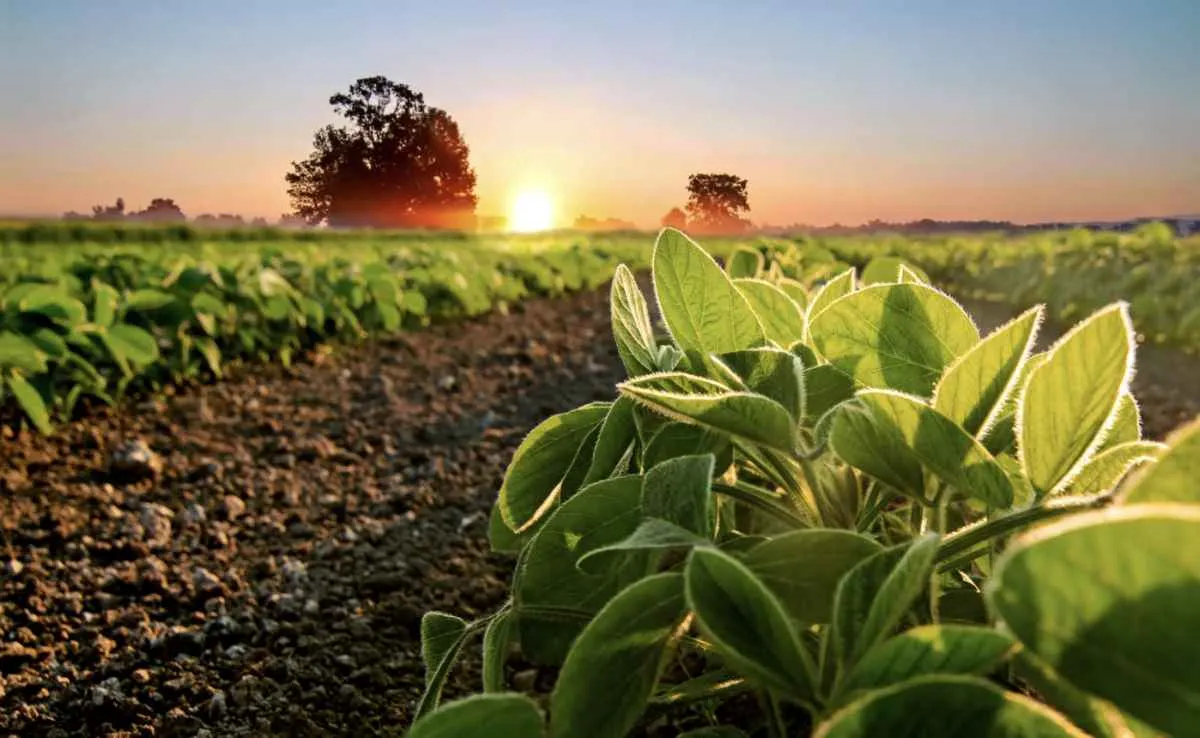 Safra 25/26 tem recuo na soja e avanço no milho verão