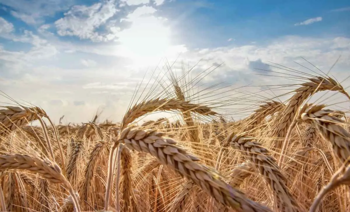 Mercado de trigo encerra o ano com baixa liquidez no Sul