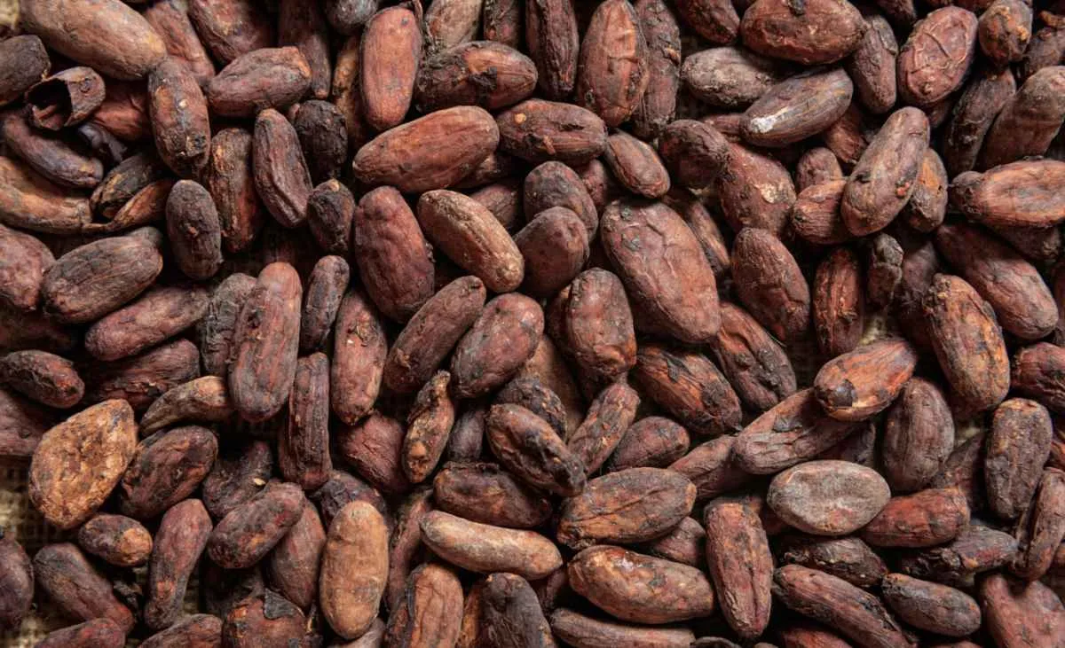Mercado global de cacau deve registrar superávit na safra 2025/26