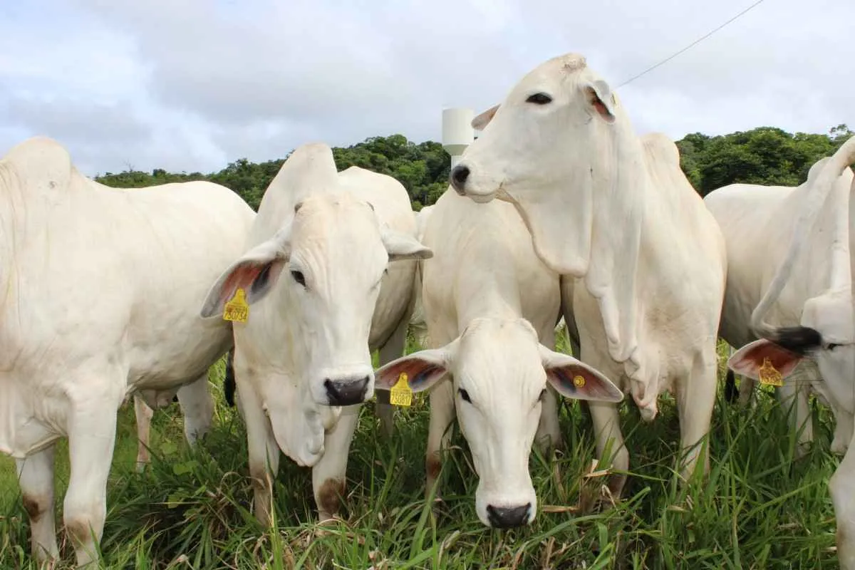 Tecnologia e planejamento são chave para a rastreabilidade bovina