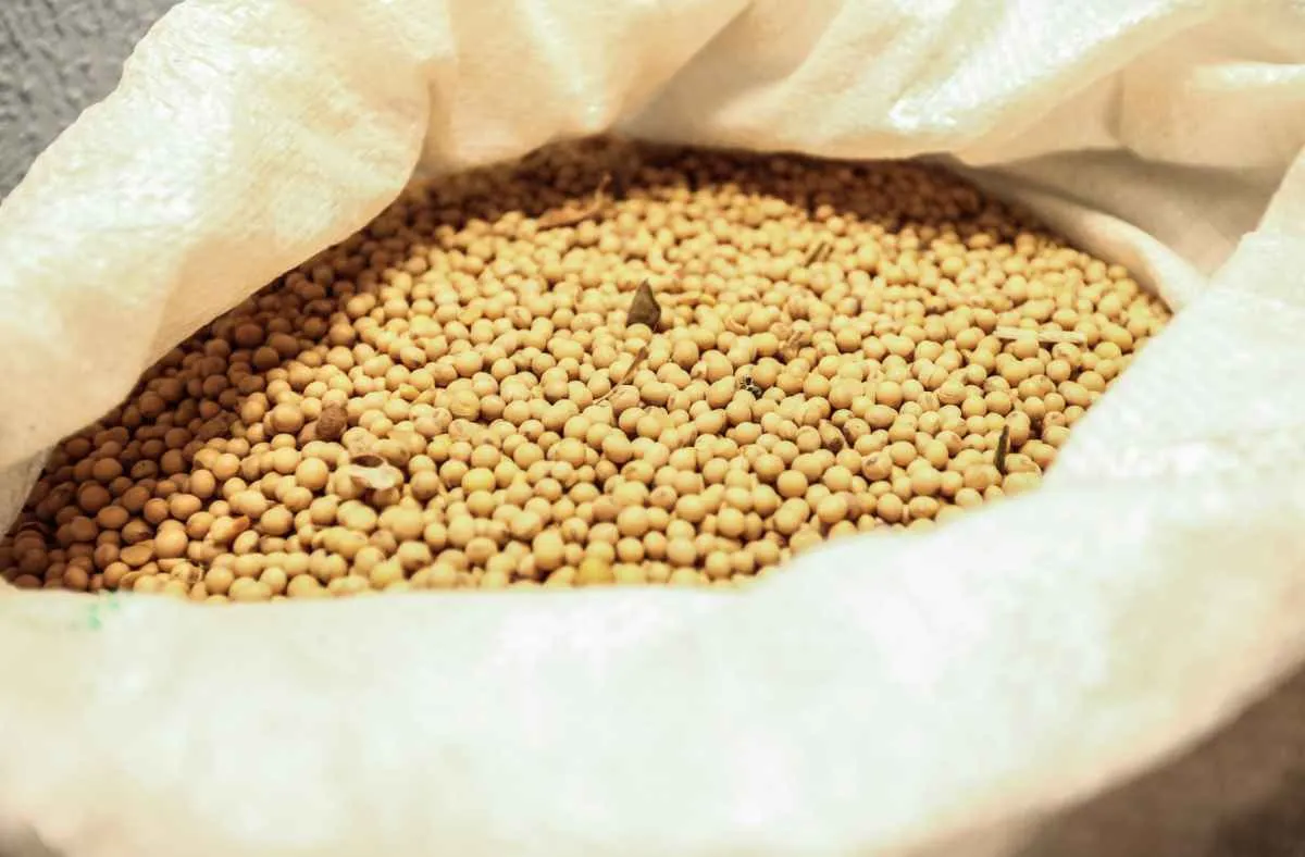 Rentabilidade da soja e do café segue forte no Paraná