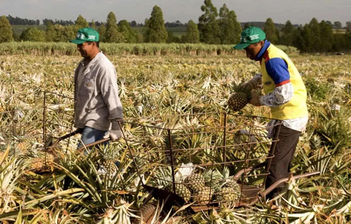 Fim da jornada 6×1 pode encarecer alimentos no Brasil