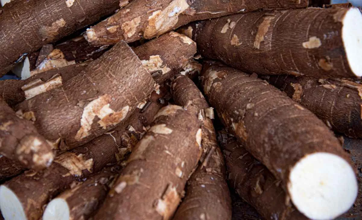 Mandioca registra maior queda semanal de preços desde julho