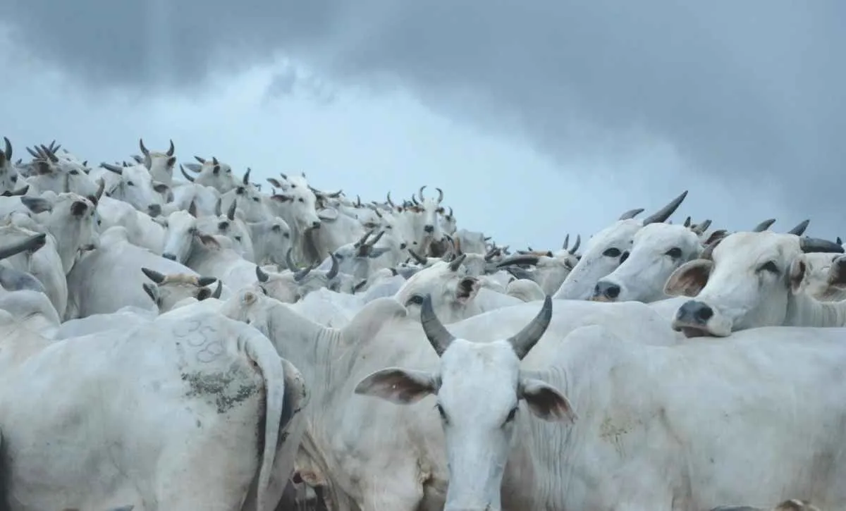 Pecuária gaúcha mantém bom desempenho nutricional e sanitário no período seco