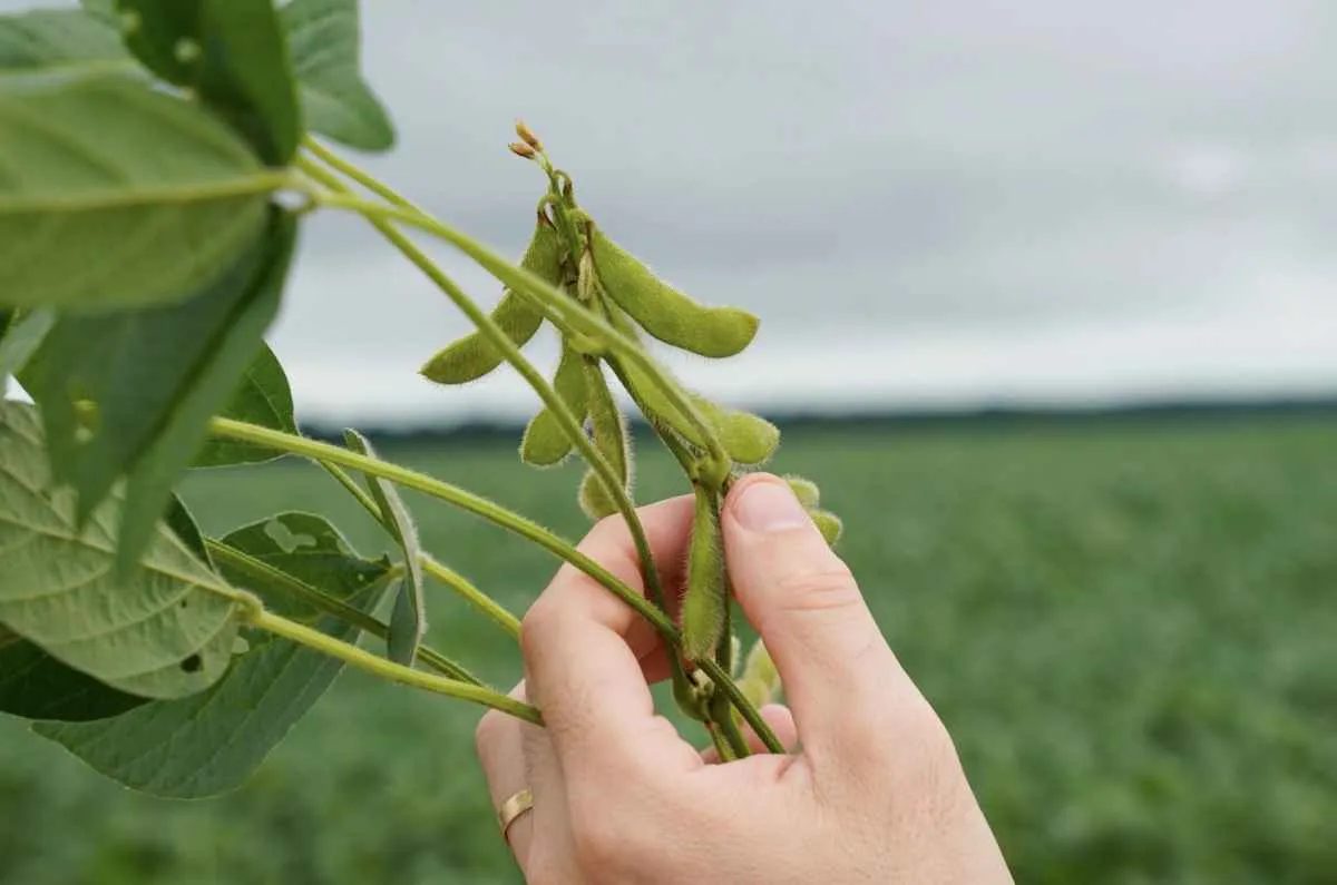 Sistema financeiro lidera crédito da soja em Mato Grosso