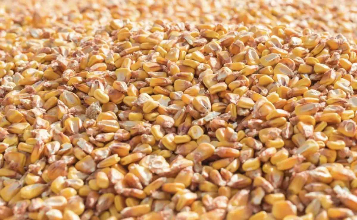 Milho recua após alta semanal e demanda segue firme