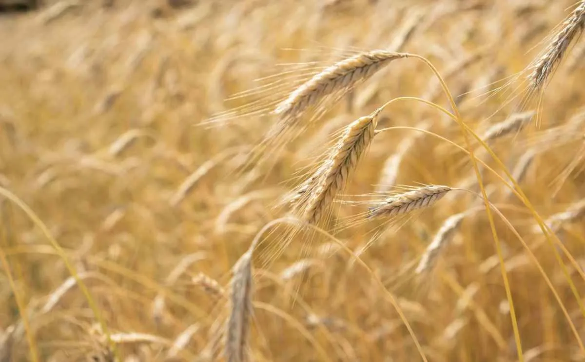 Preços do trigo variam entre regiões produtoras