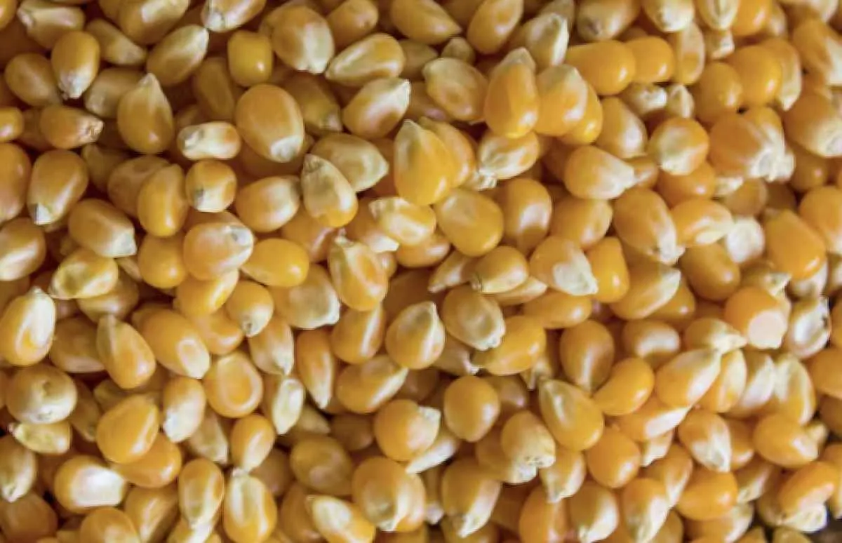 Mercado do milho segue firme apesar das perdas em Chicago